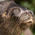 Ceska zoo smuti za uskatcom Hugom V jeho tele nasli hlavu babiky ktoru do bazena pravdepodobne hodil navstevnik
