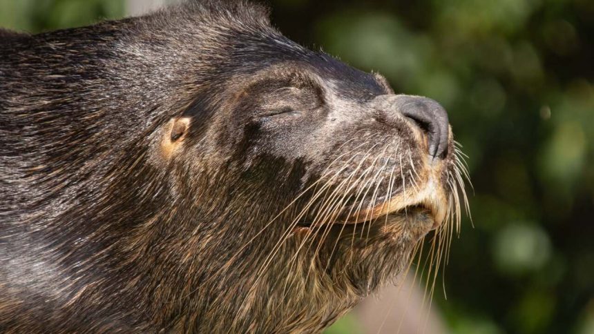 Ceska zoo smuti za uskatcom Hugom V jeho tele nasli hlavu babiky ktoru do bazena pravdepodobne hodil navstevnik