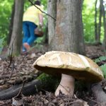 Mykolog Klimaticka zmena uz meni slovenske lesy Niektore huby mozu lokalne vymiznut inne sa posuvaju na sever rozhovor