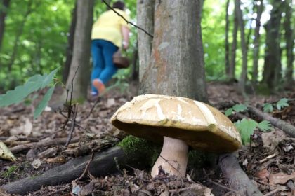 Mykolog Klimaticka zmena uz meni slovenske lesy Niektore huby mozu lokalne vymiznut inne sa posuvaju na sever rozhovor