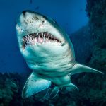 Pohlti takmer cokolvek od pneumaticiek a televizorov az po kondomy Tento druh zraloka vladne oceanom ako nenasytny tank