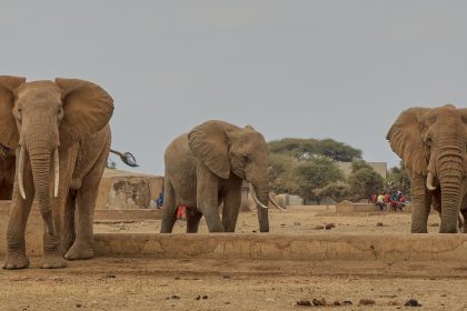 Slony v africkej rezervacii zasahuje zahadna choroba Pred smrtou ochrnu a nedokazu sa postavit vedci nepoznaju pricinu