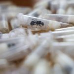 Su male vzacne a mimoriadne drahe exoticke mravce pritiahu zberatelov paserakov aj cierny trh mozu vsak predstavovat hrozbu