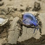 Ublizit vie z tridsiatich metrov Euroske plaze zatvaraju pre nebezpecneho tvora ktory zranil uz tisice dovolenkarov